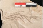 Foto (Detailansicht) von Taxodium distichum miocenicum Heer (NHMW-GEO-2024-0188-6427)